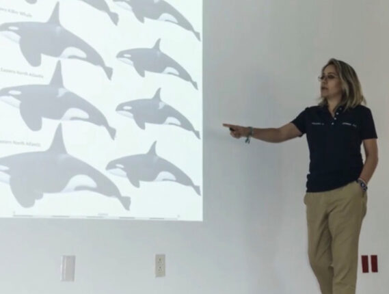 LAS ORCAS DEL PACIFICO MÉXICANO. PARTE 2