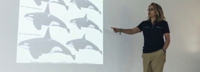 LAS ORCAS DEL PACIFICO MÉXICANO. PARTE 2