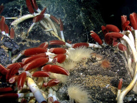BIODIVERSIDAD MARINA: UN TESORO FARMACOLÓGICO