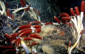 BIODIVERSIDAD MARINA: UN TESORO FARMACOLÓGICO