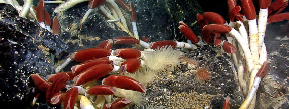 BIODIVERSIDAD MARINA: UN TESORO FARMACOLÓGICO