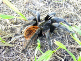 NUESTRAS VECINAS Y AMIGAS LAS ARAÑAS