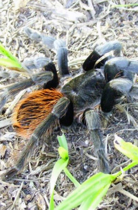 NUESTRAS VECINAS Y AMIGAS LAS ARAÑAS