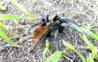 NUESTRAS VECINAS Y AMIGAS LAS ARAÑAS