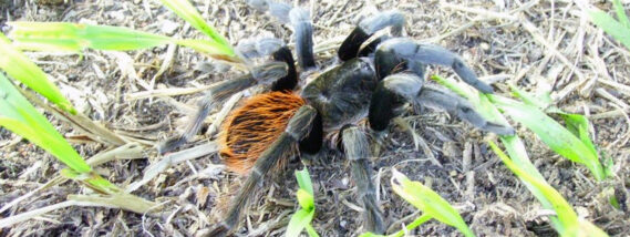 NUESTRAS VECINAS Y AMIGAS LAS ARAÑAS