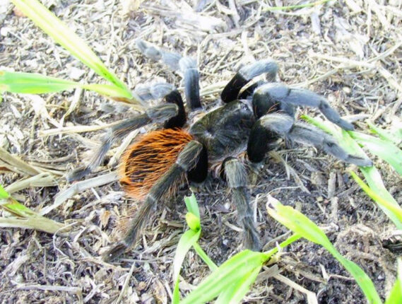 NUESTRAS VECINAS Y AMIGAS LAS ARAÑAS