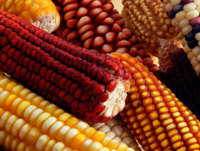 EL MAÍZ: INVENTO Y ALIMENTO DE NUESTRO PUEBLO