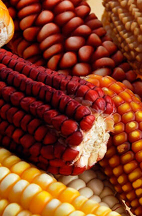 EL MAÍZ: INVENTO Y ALIMENTO DE NUESTRO PUEBLO