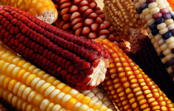 EL MAÍZ: INVENTO Y ALIMENTO DE NUESTRO PUEBLO