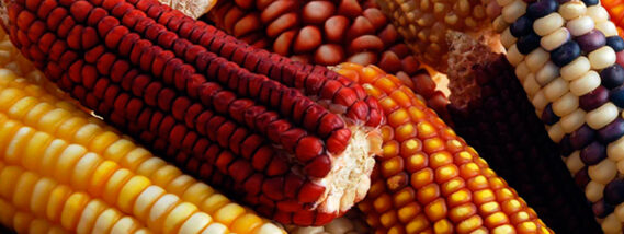 EL MAÍZ: INVENTO Y ALIMENTO DE NUESTRO PUEBLO