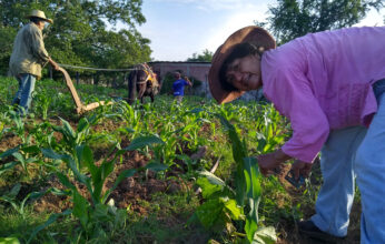 EL DÍA DEL MAÍZ EN LA ESCUELA NACIONAL DE TRABAJO SOCIAL DE LA UNAM