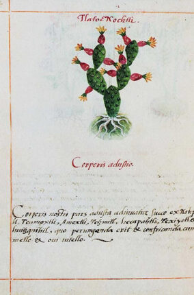 NUEVOS ESTUDIOS DEL CÓDICE CRUZ-BADIANO DE 1552: SU ORIGEN Y SUS PLANTAS