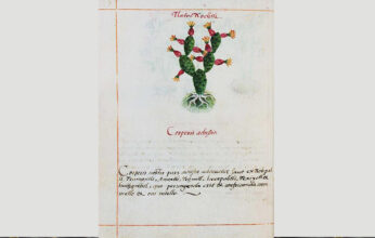 NUEVOS ESTUDIOS DEL CÓDICE CRUZ-BADIANO DE 1552: SU ORIGEN Y SUS PLANTAS