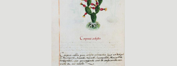 NUEVOS ESTUDIOS DEL CÓDICE CRUZ-BADIANO DE 1552: SU ORIGEN Y SUS PLANTAS