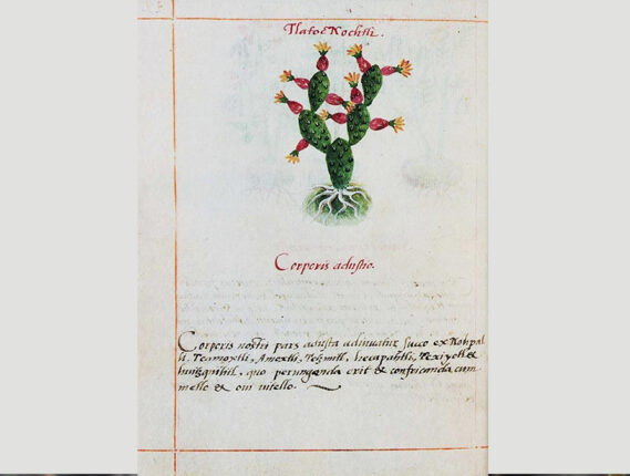 NUEVOS ESTUDIOS DEL CÓDICE CRUZ-BADIANO DE 1552: SU ORIGEN Y SUS PLANTAS