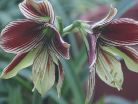 FLORES CONTRA LA ENFERMEDAD DE ALZHEIMER PARTE 2