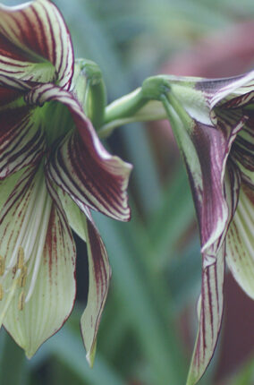 FLORES CONTRA LA ENFERMEDAD DE ALZHEIMER PARTE 2