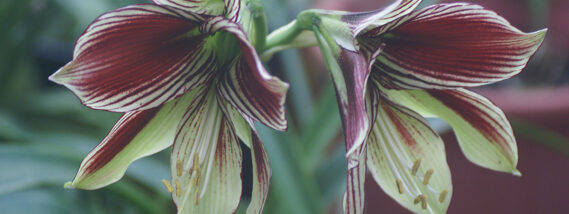 FLORES CONTRA LA ENFERMEDAD DE ALZHEIMER PARTE 2