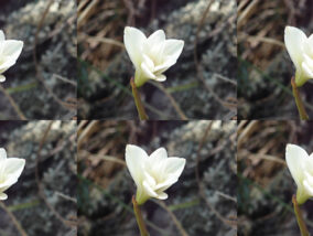 FLORES CONTRA LA ENFERMEDAD DE ALZHEIMER PARTE 1