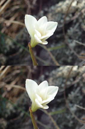 FLORES CONTRA LA ENFERMEDAD DE ALZHEIMER PARTE 1