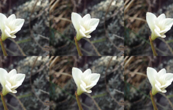 FLORES CONTRA LA ENFERMEDAD DE ALZHEIMER PARTE 1