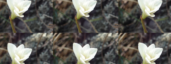 FLORES CONTRA LA ENFERMEDAD DE ALZHEIMER PARTE 1
