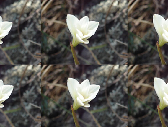 FLORES CONTRA LA ENFERMEDAD DE ALZHEIMER PARTE 1