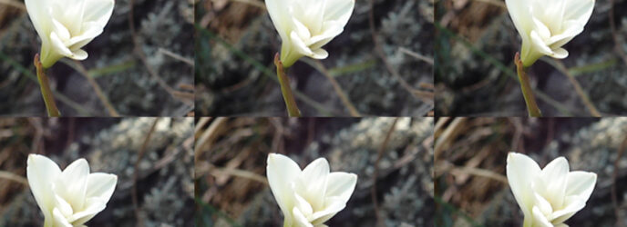 FLORES CONTRA LA ENFERMEDAD DE ALZHEIMER PARTE 1