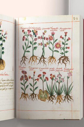 PLANTAS Y ENFERMEDADES EN EL CÓDICE CRUZ-BADIANO DE 1552