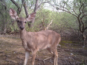 EL VENADO COLA BLANCA PARTE 2