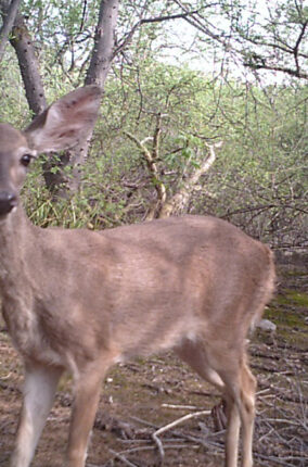 EL VENADO COLA BLANCA PARTE 2