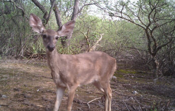 EL VENADO COLA BLANCA PARTE 2