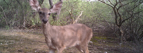 EL VENADO COLA BLANCA PARTE 2