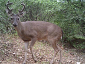 EL VENADO COLA BLANCA