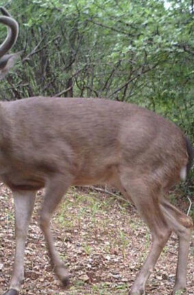 EL VENADO COLA BLANCA