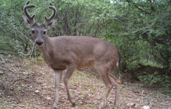 EL VENADO COLA BLANCA