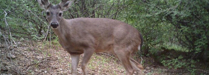 EL VENADO COLA BLANCA