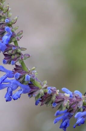 LAS FLORES DESDE UNA PERSPECTIVA BIOLÓGICA