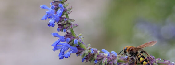 LAS FLORES DESDE UNA PERSPECTIVA BIOLÓGICA