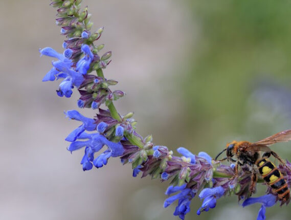 LAS FLORES DESDE UNA PERSPECTIVA BIOLÓGICA