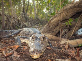 CROCODILIANOS MEXICANOS