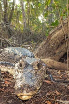 CROCODILIANOS MEXICANOS