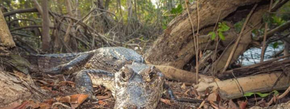 CROCODILIANOS MEXICANOS