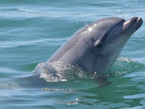 LOS DELFINES EN MÉXICO