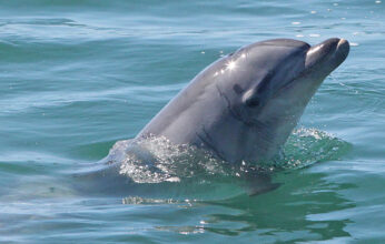 LOS DELFINES EN MÉXICO