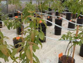 LA IMPORTANCIA DE LA HIDROPONÍA