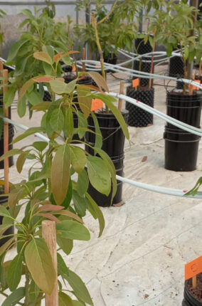 LA IMPORTANCIA DE LA HIDROPONÍA