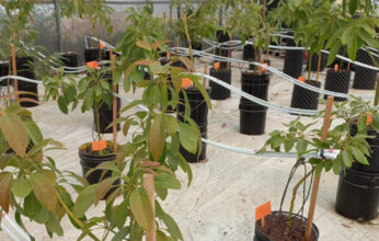 LA IMPORTANCIA DE LA HIDROPONÍA