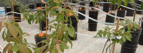 LA IMPORTANCIA DE LA HIDROPONÍA