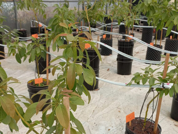 LA IMPORTANCIA DE LA HIDROPONÍA